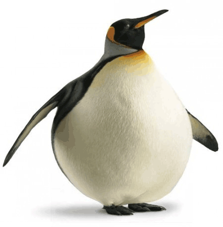 Fat penguin1.png