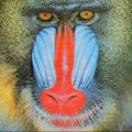 Baboon out 500x500.jpg