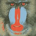 Baboon out 5x100.jpg